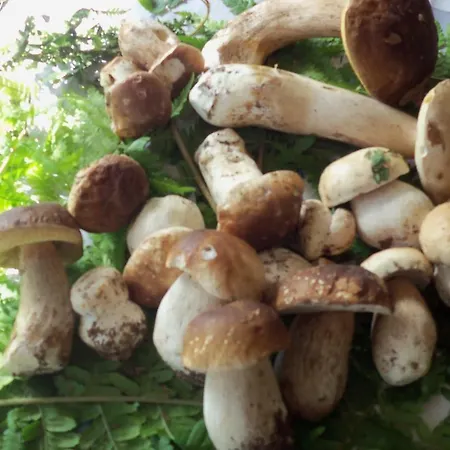 Nocleg ze śniadaniem Borgoeden 3*